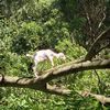 oreopetanimal